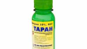 Taran proti klopi: uporabljamo pravilno